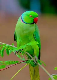 Parrot